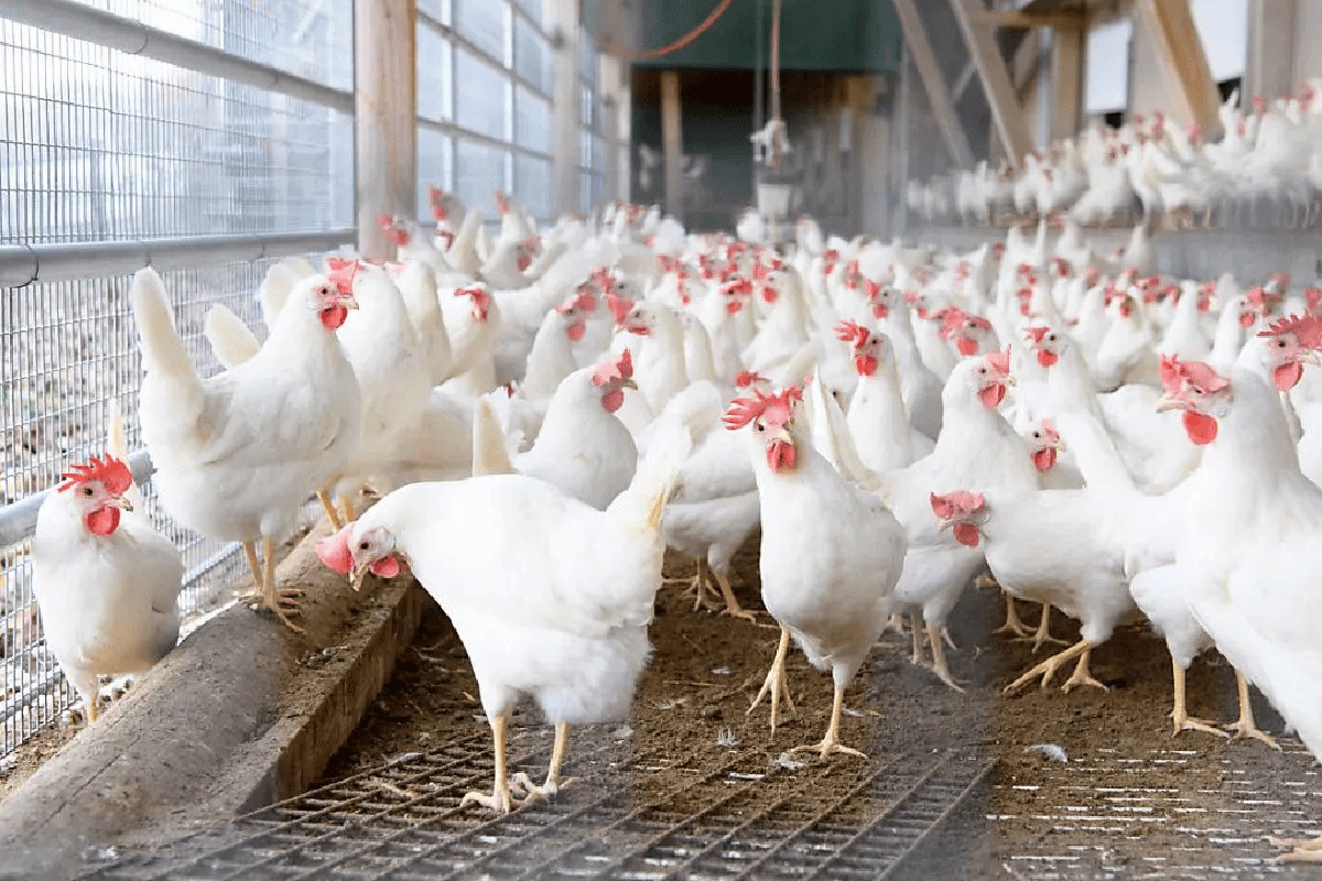 Ferme Agro-pastorale AGRIPAST